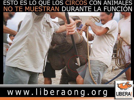 Ésto es lo que los circos con animales no te muestran durante la función